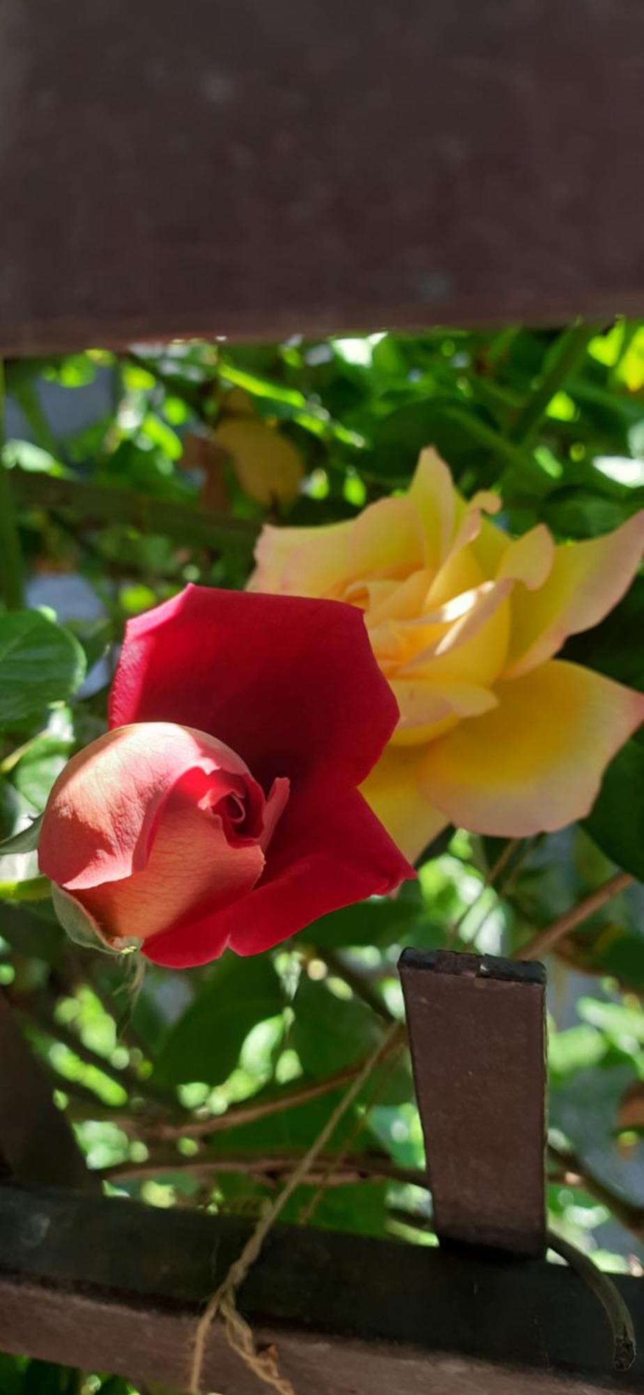 Il Giardino Del Gallo เกราสโก ภายนอก รูปภาพ
