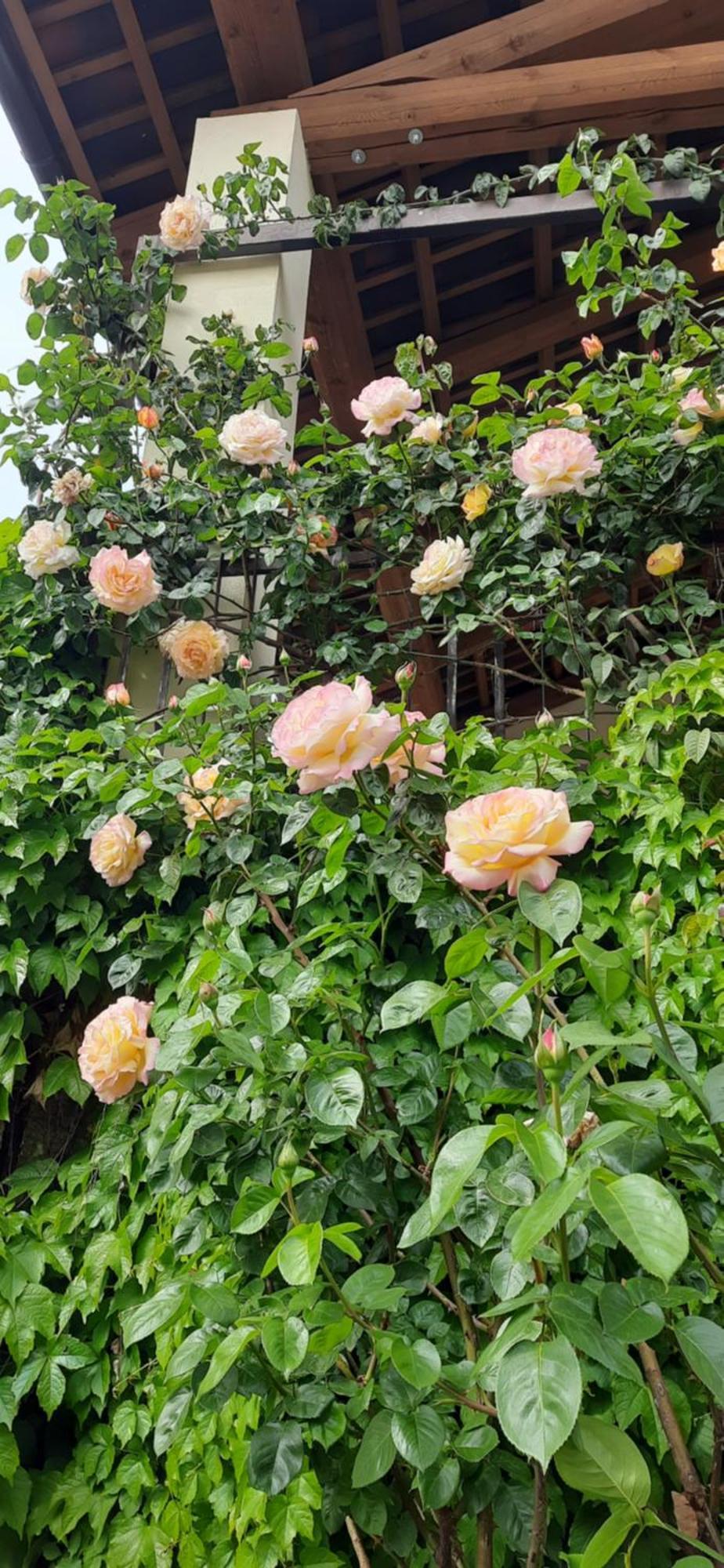 Il Giardino Del Gallo เกราสโก ภายนอก รูปภาพ